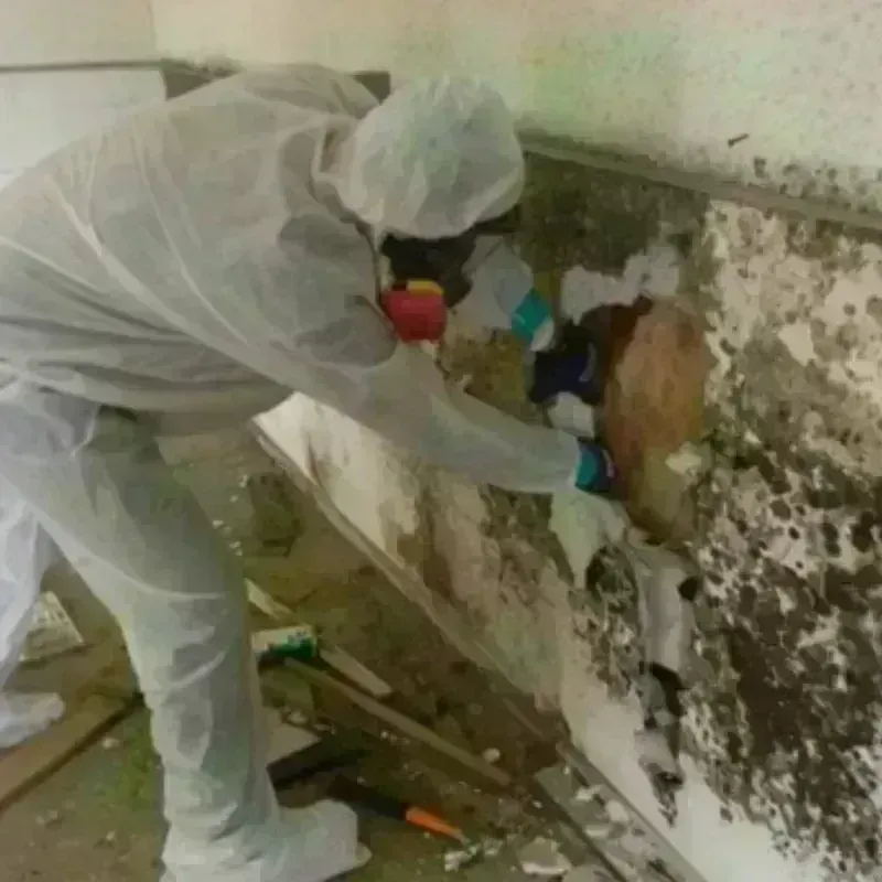 Mold Remediation and Removal in Union City, OK